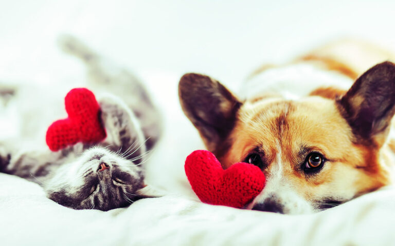 Say “I love you” in over 150 languages