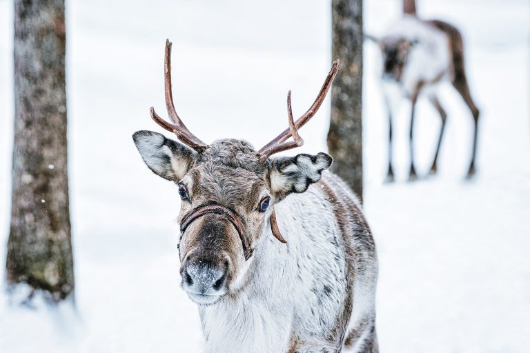 Donner and Blitzen: The Real Story