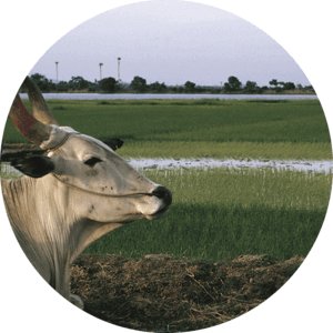 Бенгальский