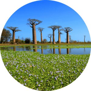 Малагасийский