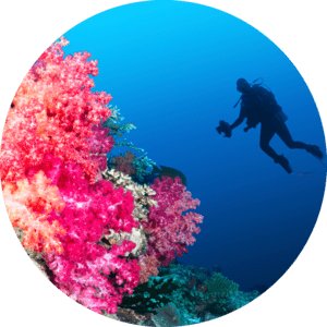 Фиджийский